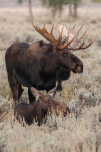 Bull and Cow Moose