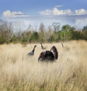 Four Turkeys